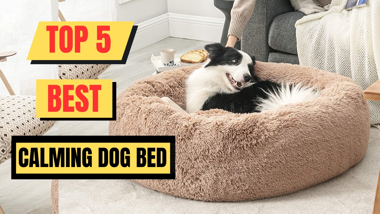 Top 5 Best Calming Dog Bed