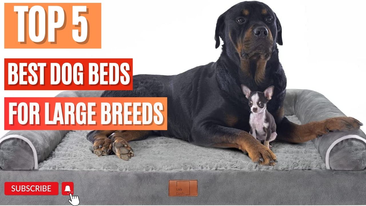 Top 5 Best Dog Beds For Large Breeds