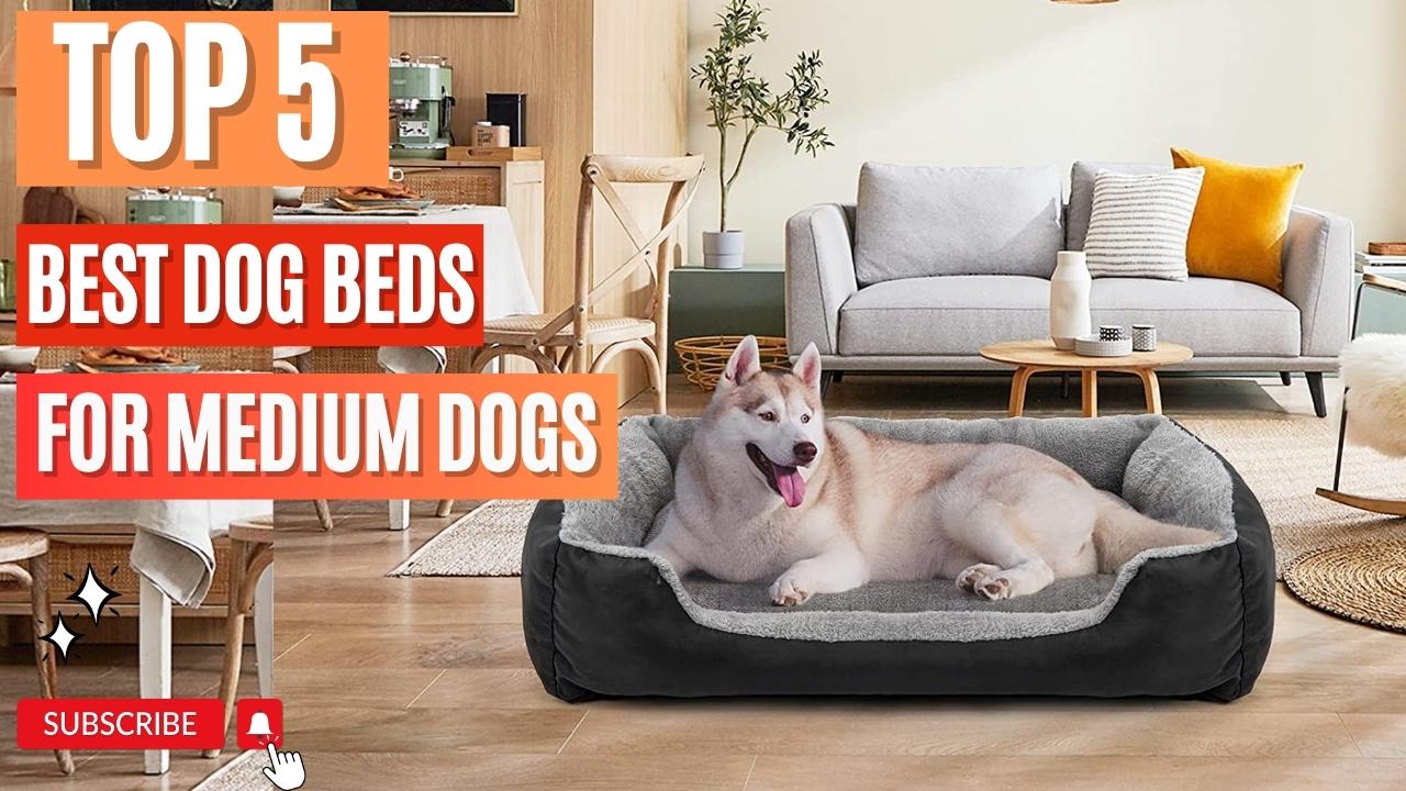 Top 5 Best Dog Beds For Medium Dogs