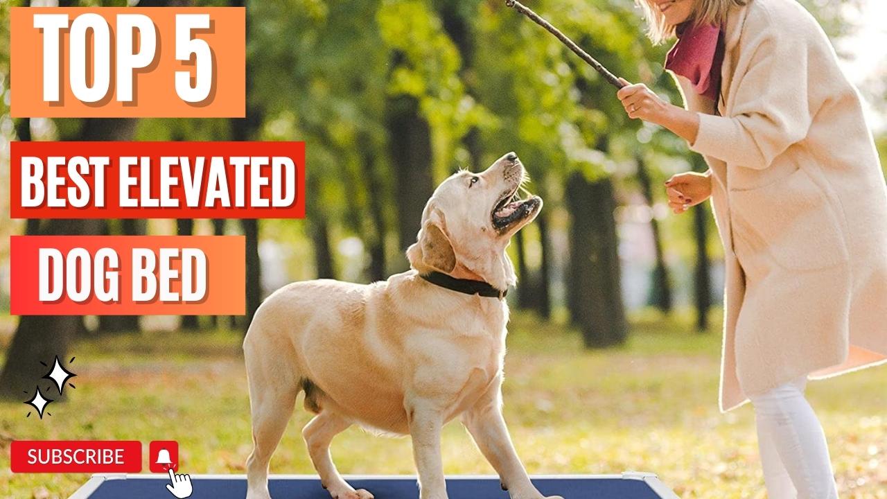 Top 5 Best Elevated Dog Bed