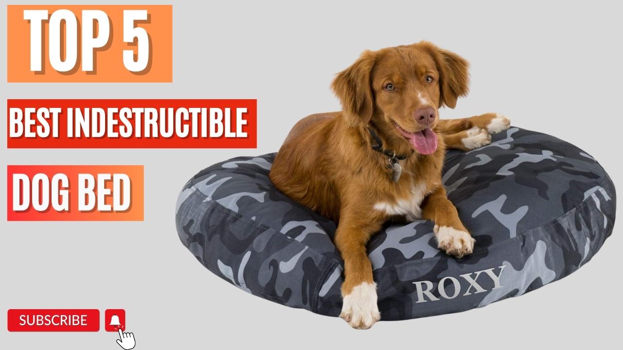 Top 5 Best Indestructible Dog Bed