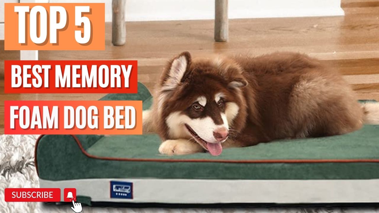 Top 5 Best Memory Foam Dog Bed